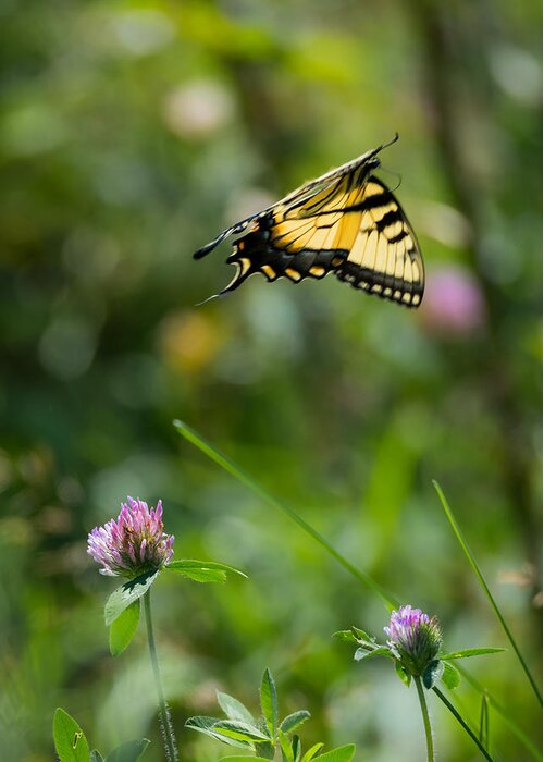 Tiger Swallowtail Butterfly In Flight Greeting Card featuring the photograph Tiger Swallowtail Butterfly In Flight by Holden The Moment