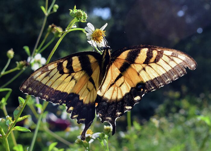 Photograph Greeting Card featuring the photograph Tiger Swallowtail by Larah McElroy