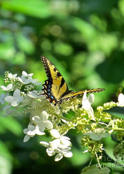Butterfly Greeting Card featuring the photograph Tiger Swallowtail by Nancy Patterson