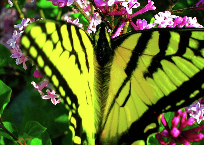 Butterfly Greeting Card featuring the photograph Tiger Swallowtail on Lilac by Randy Rosenberger