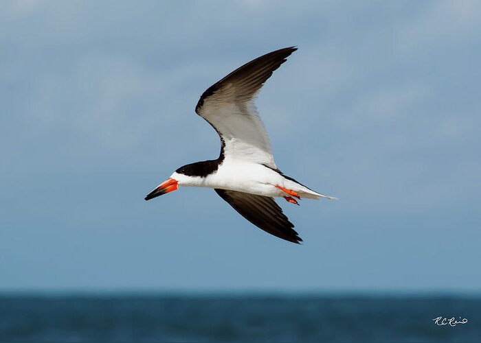 Florida Greeting Card featuring the photograph Tiger Tail Big Marco Pass - Black Skimmer in Flight by Ronald Reid