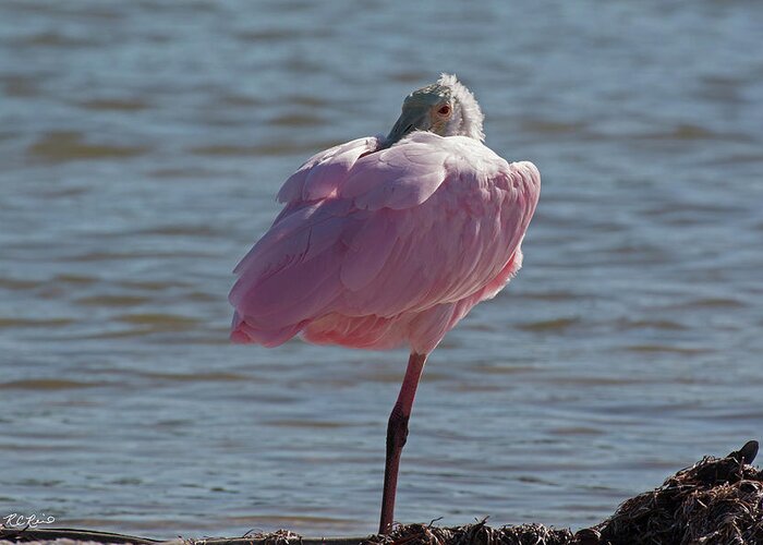 Florida Greeting Card featuring the photograph Tiger Tail Big Marco Pass - Roseate Spoonbill One Leg Resting by Ronald Reid