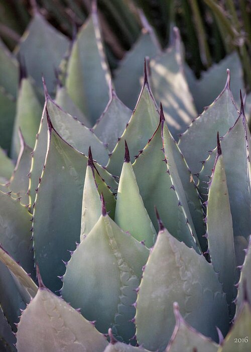 Agave Americana Greeting Card featuring the photograph Tilted Agave by Aaron Burrows