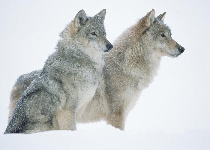 00174273 Greeting Card featuring the photograph Timber Wolf Portrait Of Pair Sitting by Tim Fitzharris