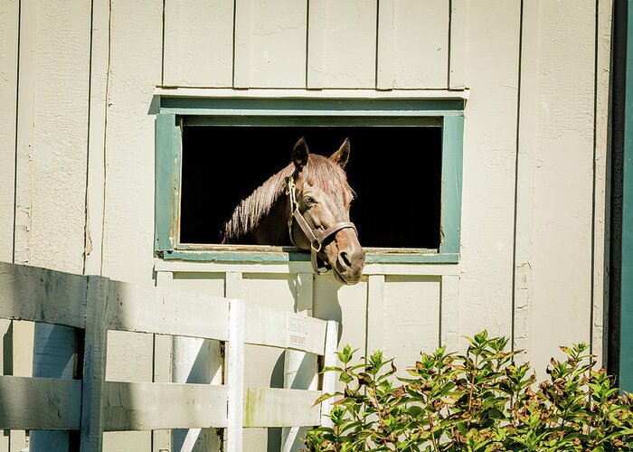 Horse Greeting Card featuring the photograph Time for a Tan by Pamela Williams