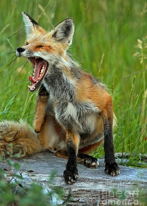 Fox Yawn Greeting Card featuring the photograph Time For Bed by Adam Jewell