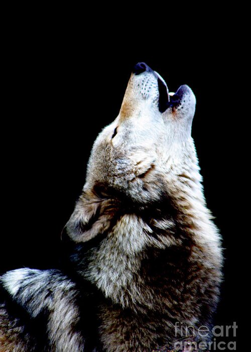 Wolf Greeting Card featuring the photograph Time to Howl by Nick Gustafson