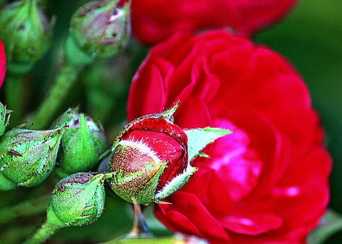 Rose Greeting Card featuring the photograph Tiny Red Rosebuds by KayeCee Spain