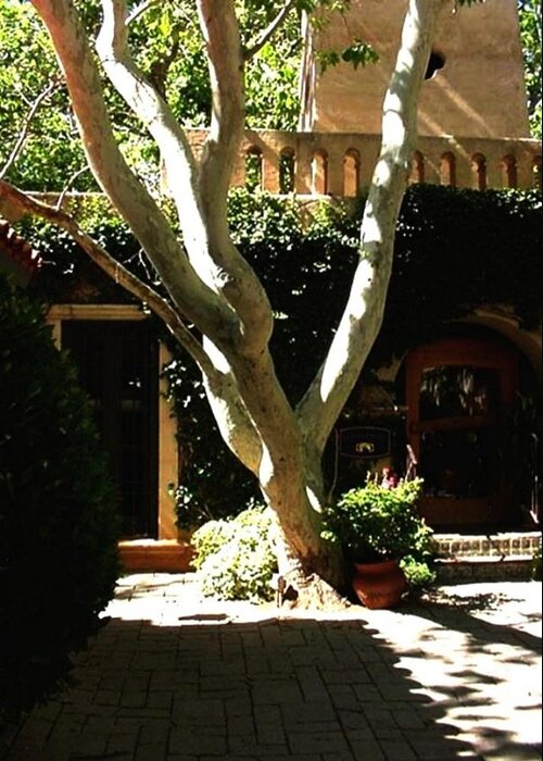 Landscape Greeting Card featuring the photograph Tlaquepaque Sycamore by Fred Wilson