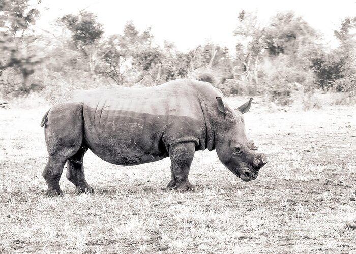 Rhino Greeting Card featuring the photograph To Survive by Juergen Klust