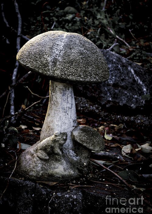 Toadstool Greeting Card featuring the photograph Toadstool by Mitch Shindelbower