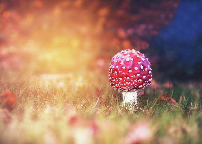 Toadstool Greeting Card featuring the photograph Toadstool Story by Jaroslav Buna