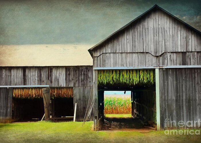 Farm Greeting Card featuring the photograph Tobacco Drying by Beth Ferris Sale