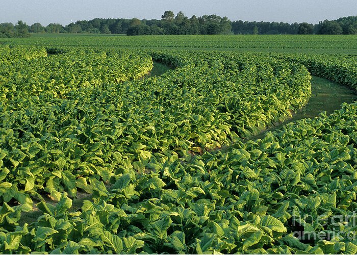 Tobacco Greeting Card featuring the photograph Tobacco Field by Inga Spence