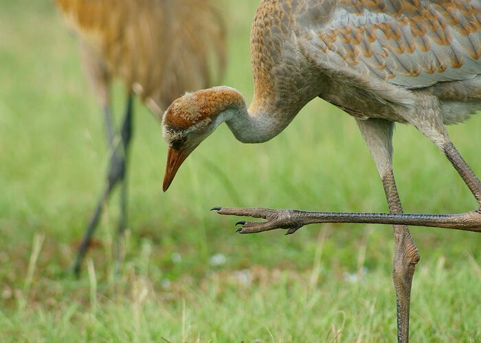 Sandhill Crane Greeting Card featuring the photograph Toes by Lynda Dawson-Youngclaus