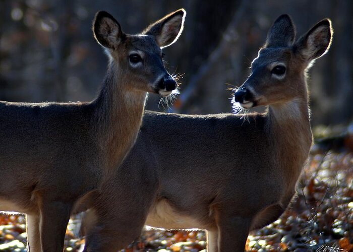 Deer Greeting Card featuring the photograph Together Again by Bill Stephens