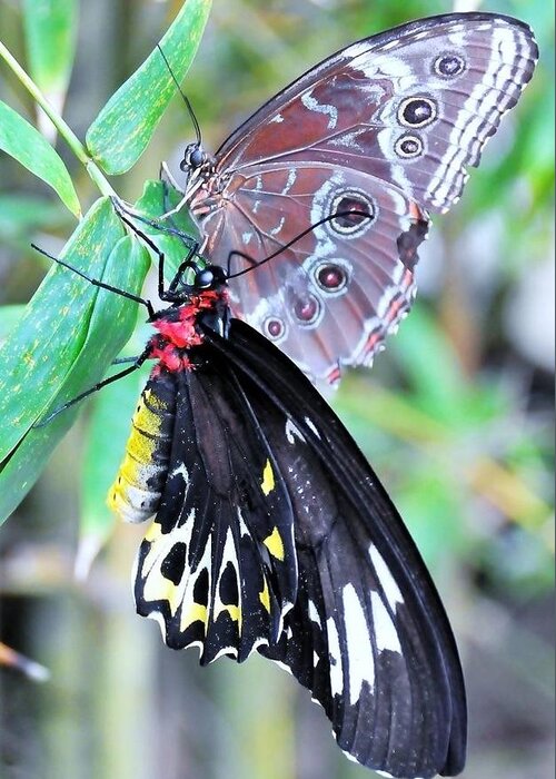 Butterfly Greeting Card featuring the photograph Together Always by Kicking Bear Productions