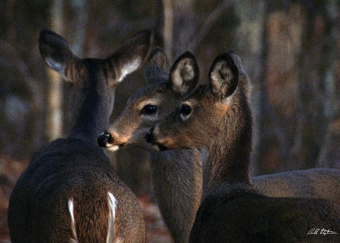 Deer Greeting Card featuring the photograph Together by Bill Stephens
