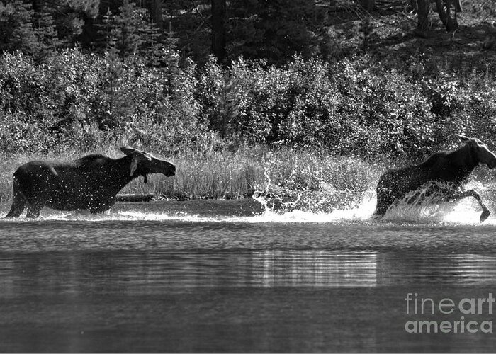 Moose Greeting Card featuring the photograph Too Close For Comfort Black And White by Adam Jewell