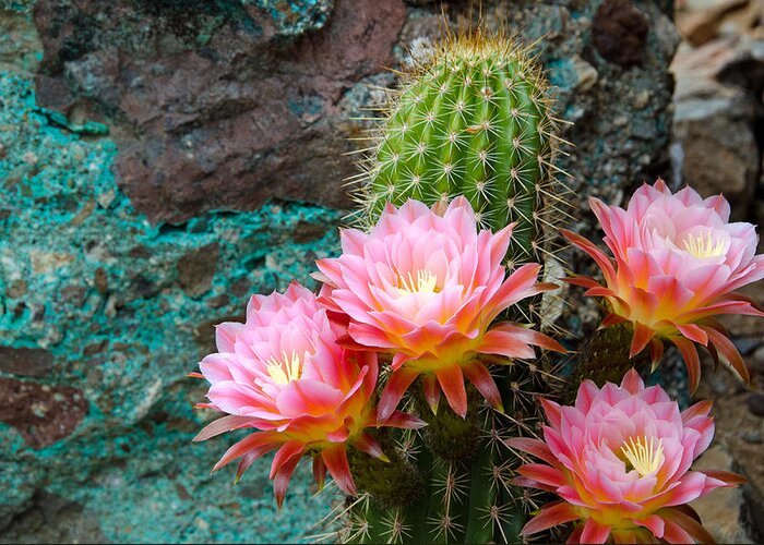 Torch Cactus Greeting Card featuring the photograph Torch and Chrysocolla by Evelyn Harrison