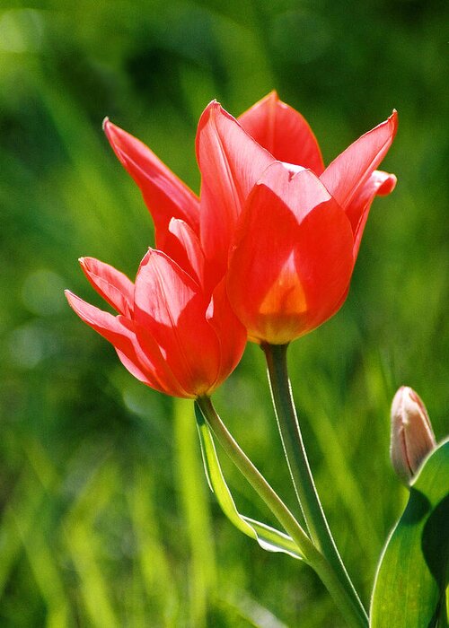 Flowers Greeting Card featuring the photograph Toronto tulip by Steve Karol