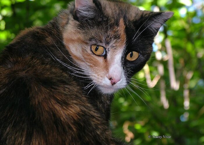 Cat Greeting Card featuring the photograph Tortie by Tracey Vivar