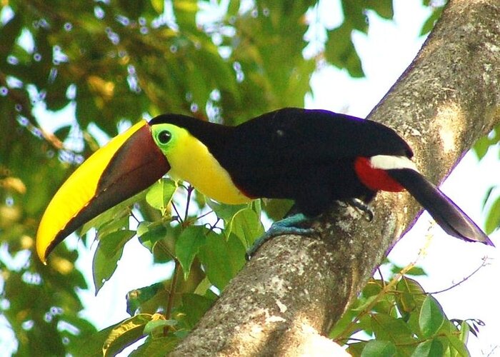Nature Greeting Card featuring the photograph Toucan by Michael Lilley