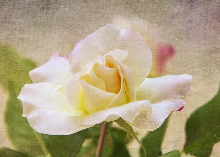 Rose Greeting Card featuring the photograph Touch Of Pink by Cathy Kovarik