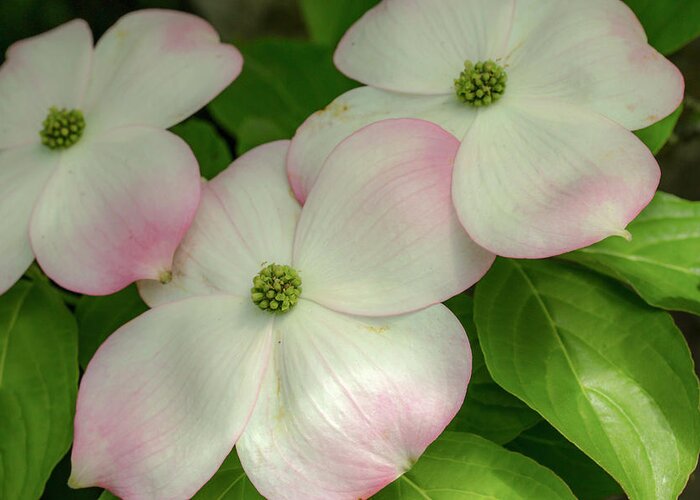 Dogwood Greeting Card featuring the photograph Touch of Pink2 by Doug Scrima