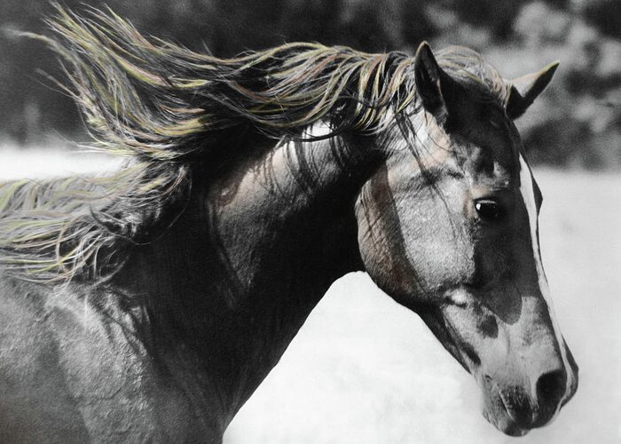 Horse Greeting Card featuring the photograph Touch the Wind by M Kathleen Warren