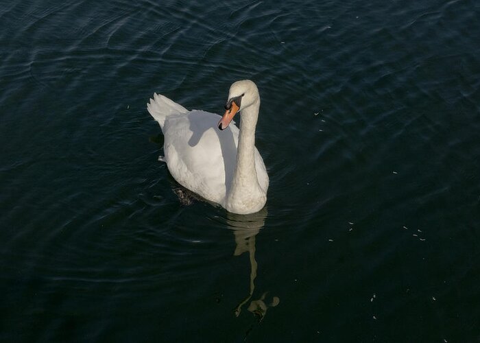 Swan Greeting Card featuring the photograph Tour de Swan. Deux. by Elena Perelman