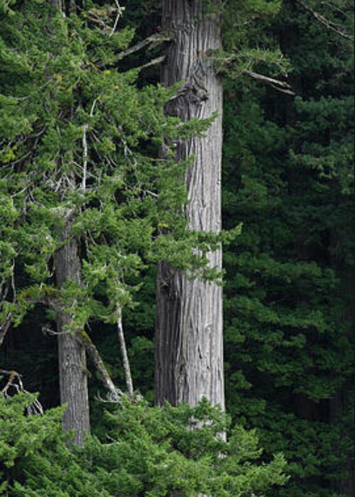 Redwoods Greeting Card featuring the photograph Towering by Greg Nyquist