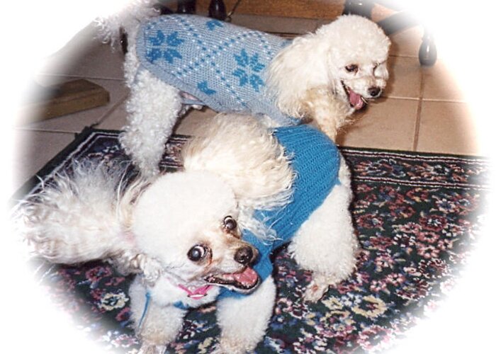 Toy Poodles Walking Greeting Card featuring the photograph Toy Poodles Ready to Walk by Jeanne Juhos