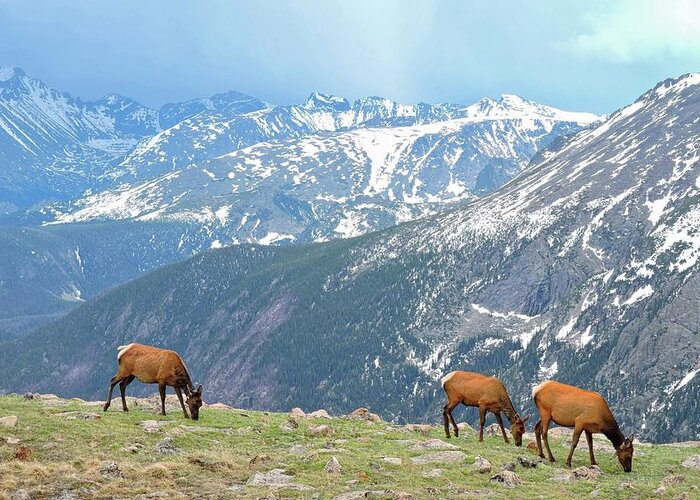 Elk Greeting Card featuring the photograph Trail Ridge Elk by Connor Beekman
