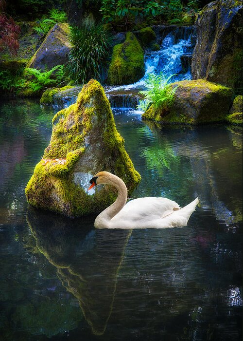 Swan Greeting Card featuring the photograph Tranquility by Harry Spitz