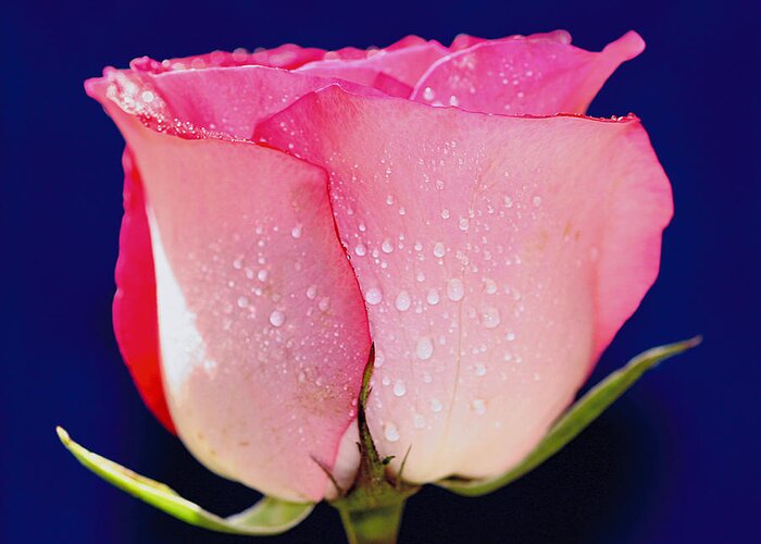 Rose Greeting Card featuring the photograph Translucent Rose by Gary Dean Mercer Clark