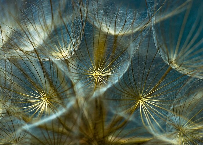 Dandelion Greeting Card featuring the photograph Translucid Dandelions by Iris Greenwell