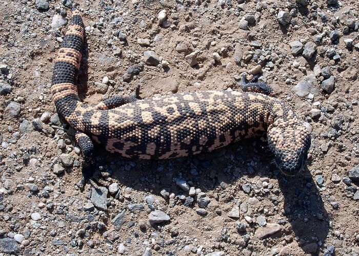 Gila Monster Greeting Card featuring the photograph Traveler the Gila Monster by Judy Kennedy
