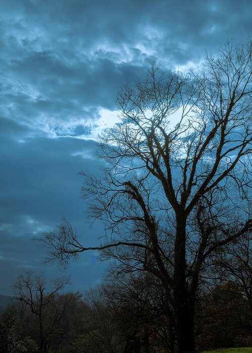 Tree Greeting Card featuring the photograph Tree # 23 by James L Bartlett