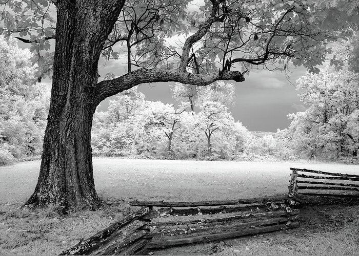 Black And White Greeting Card featuring the photograph Tree and Split Rail Fence by James Barber