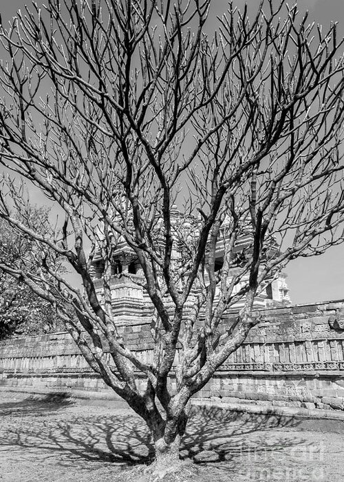 Tree Greeting Card featuring the photograph Tree and Temple by Hitendra SINKAR