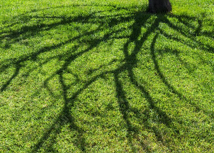 Green Greeting Card featuring the photograph Tree branch shadow by Pam Elliott