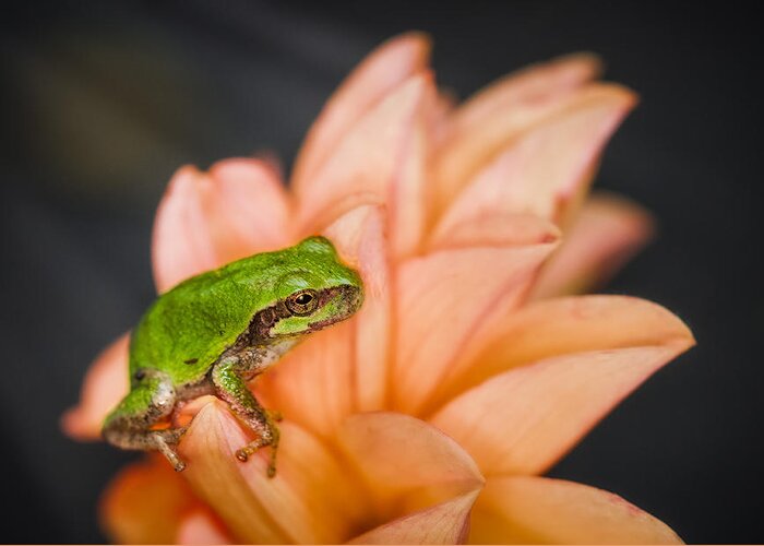 Animals Greeting Card featuring the photograph Tree Frog in the Blossoms by Rikk Flohr