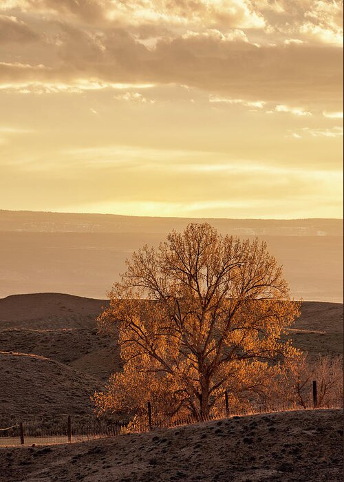 Tree Greeting Card featuring the photograph Tree in Desert at Sunset by Denise Bush