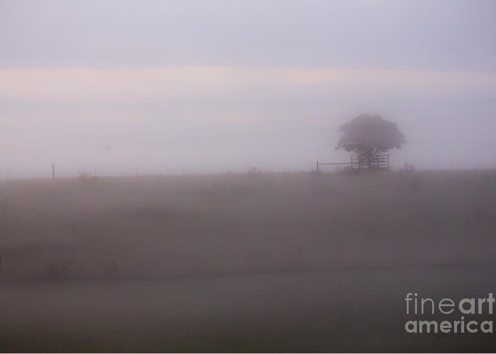 Tree Greeting Card featuring the photograph Tree in mist in paddock by Sheila Smart Fine Art Photography