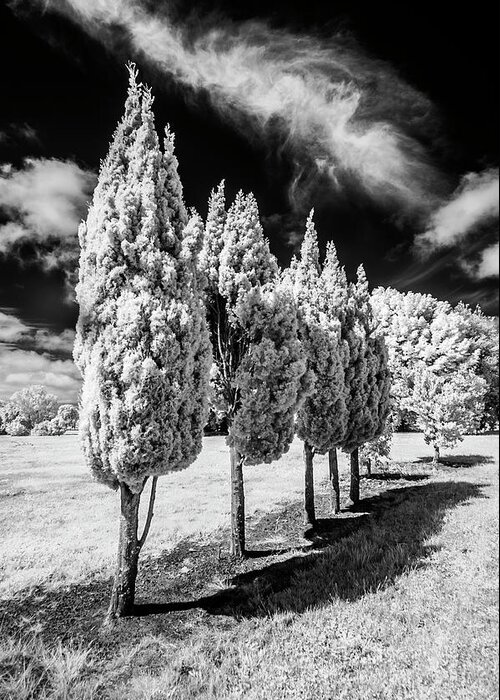 Infrared Greeting Card featuring the photograph Tree Line-Up by Roseanne Jones