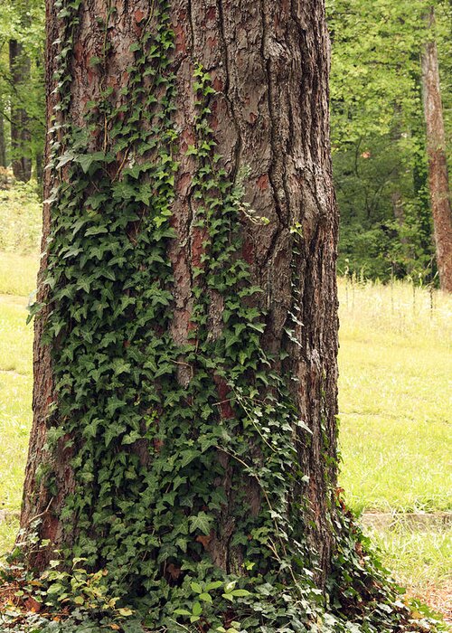 Bark Greeting Card featuring the photograph Tree of Ivy by Travis Rogers