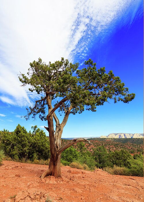 Arizona Greeting Card featuring the photograph Tree of Life II by Raul Rodriguez