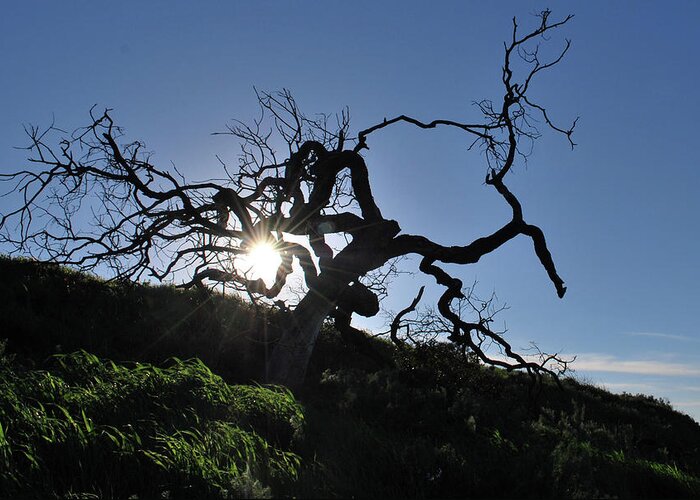 Tree Greeting Card featuring the photograph Tree Of Light - Sunshine Through Branches by Matt Quest