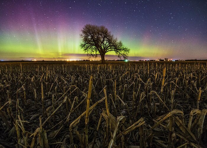 Aurora Greeting Card featuring the photograph Tree of Wonder by Aaron J Groen